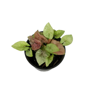 Syngonium, 4in, Red Heart