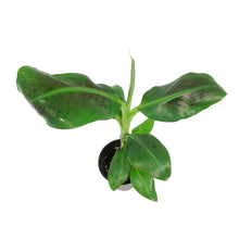 Load image into Gallery viewer, Banana, 4in, Dwarf Musa Oriental
