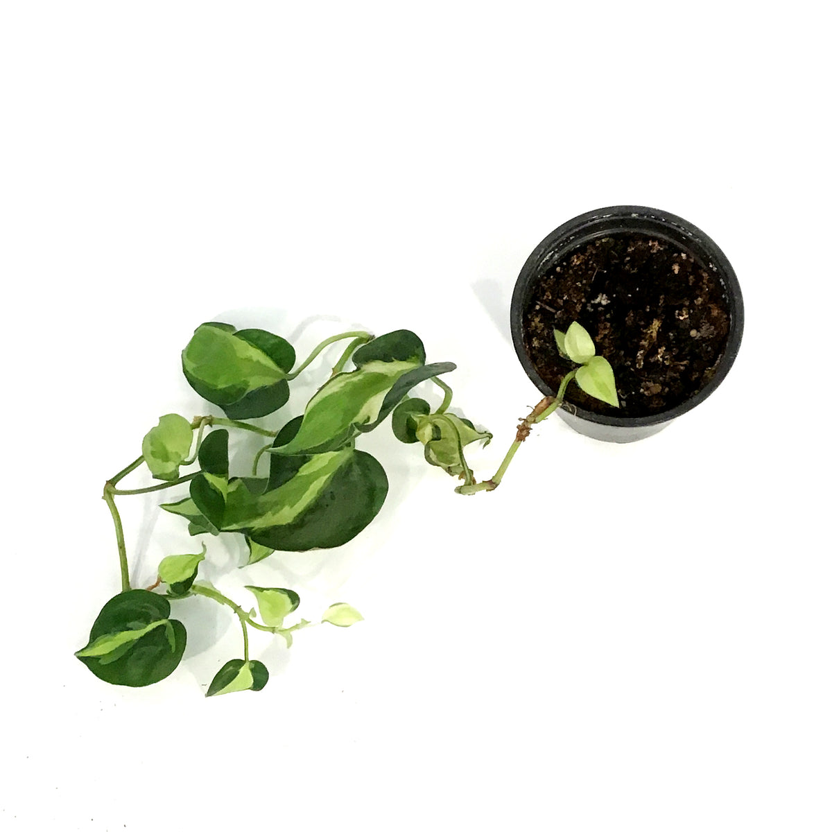 Philodendron, 4in, Cream Splash