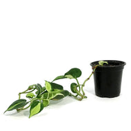 Philodendron, 4in, Cream Splash