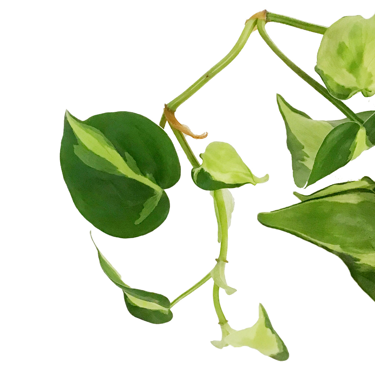Philodendron, 4in, Cream Splash