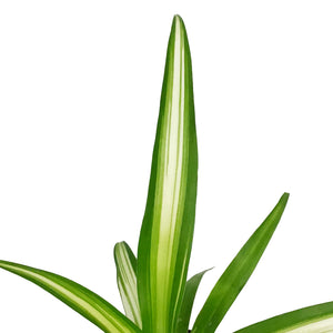 Spider Plant, 4in, Lemon