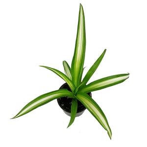 Spider Plant, 4in, Lemon