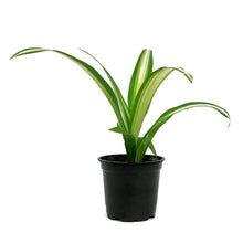 Load image into Gallery viewer, Spider Plant, 4in, Lemon
