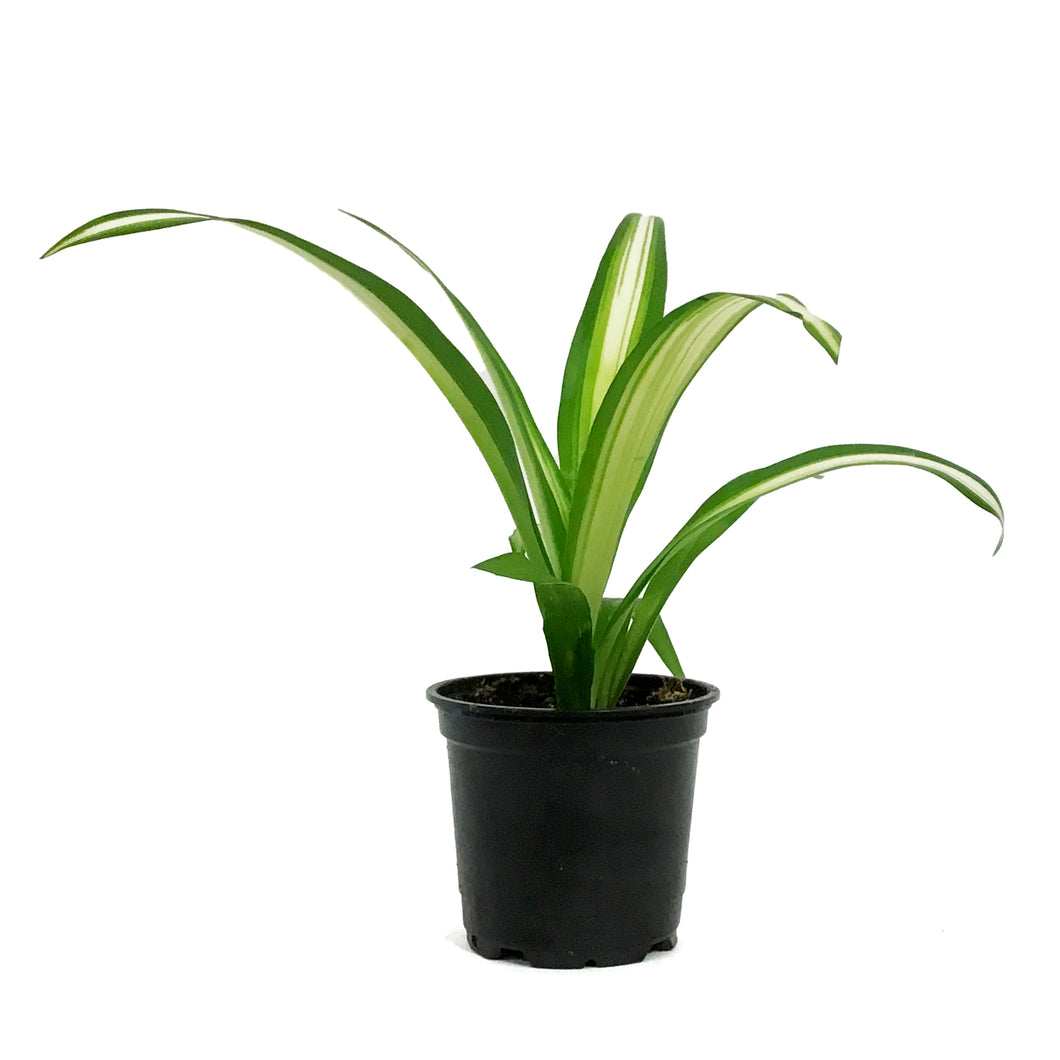 Spider Plant, 4in, Lemon