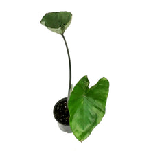 Load image into Gallery viewer, Colocasia, 4in, Tea Cup
