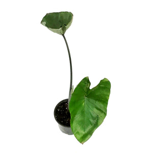 Colocasia, 4in, Tea Cup