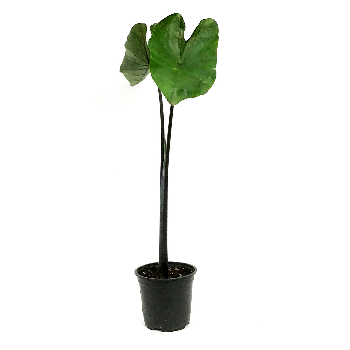 Colocasia, 4in, Tea Cup