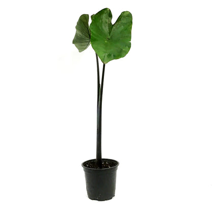 Colocasia, 4in, Tea Cup