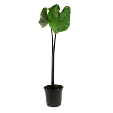 Load image into Gallery viewer, Colocasia, 4in, Tea Cup
