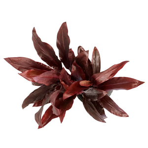 Cordyline, 10in, Dr. Brown