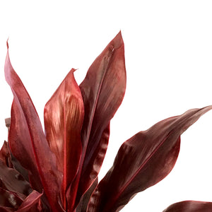 Cordyline, 10in, Dr. Brown