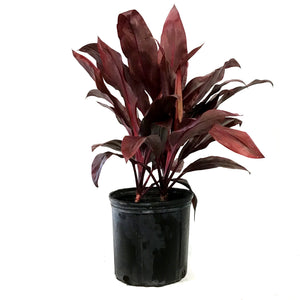 Cordyline, 10in, Dr. Brown