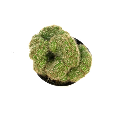 Cactus, 5in, Mammillaria Albinata
