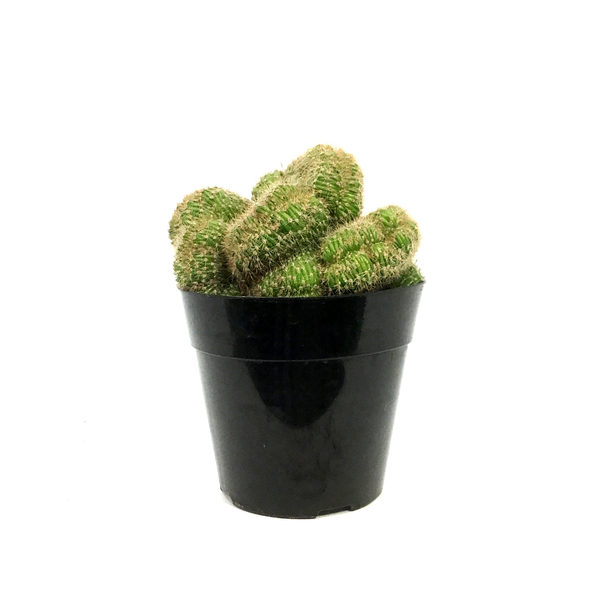 Cactus, 5in, Mammillaria Albinata