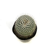 Load image into Gallery viewer, Cactus, 5in, Golden Pincushion
