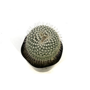 Cactus, 5in, Golden Pincushion