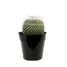 Load image into Gallery viewer, Cactus, 5in, Golden Pincushion
