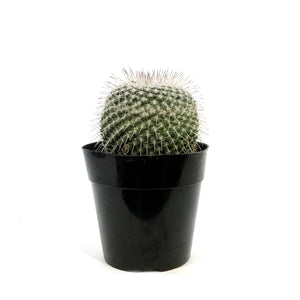 Cactus, 5in, Golden Pincushion