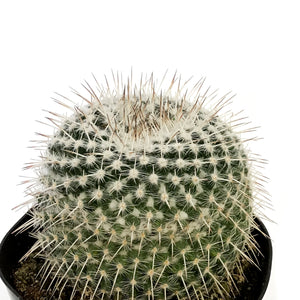 Cactus, 5in, Golden Pincushion