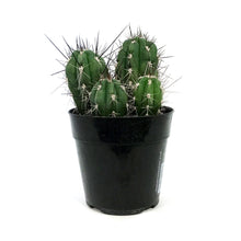 Load image into Gallery viewer, Cactus, 5in, Stetsonia Coryne &#39;Toothpick&#39;
