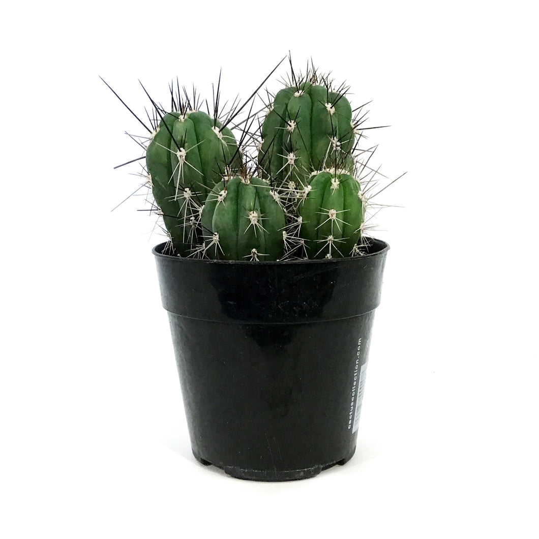 Cactus, 5in, Stetsonia Coryne 'Toothpick'