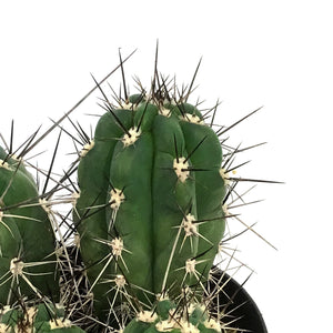 Cactus, 5in, Stetsonia Coryne 'Toothpick'