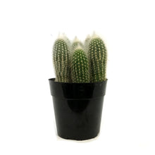 Load image into Gallery viewer, Cactus, 5in,Silver Torch Cactus
