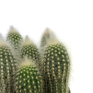 Cactus, 5in,Silver Torch Cactus