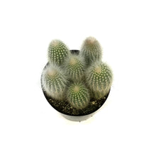 Load image into Gallery viewer, Cactus, 5in,Silver Torch Cactus
