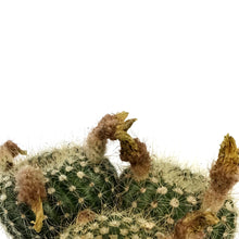 Load image into Gallery viewer, Cactus, 5in, Notocactus elegans
