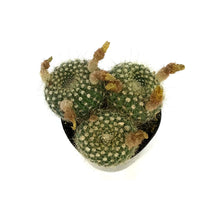 Load image into Gallery viewer, Cactus, 5in, Notocactus elegans
