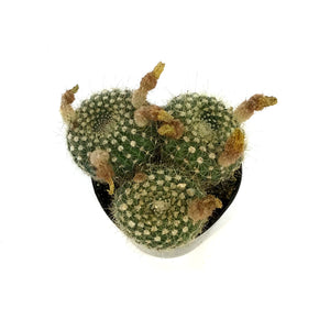 Cactus, 5in, Notocactus elegans