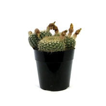 Load image into Gallery viewer, Cactus, 5in, Notocactus elegans
