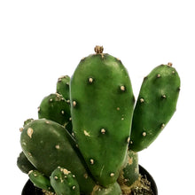 Load image into Gallery viewer, Cactus, 5In, Opuntia Monacantha &#39;Joseph&#39;s Coat&#39;
