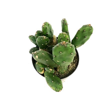 Load image into Gallery viewer, Cactus, 5In, Opuntia Monacantha &#39;Joseph&#39;s Coat&#39;
