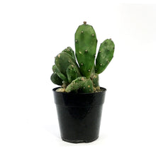 Load image into Gallery viewer, Cactus, 5In, Opuntia Monacantha &#39;Joseph&#39;s Coat&#39;
