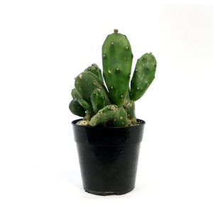 Cactus, 5In, Opuntia Monacantha 'Joseph's Coat'