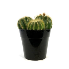 Load image into Gallery viewer, Cactus, 5In, Notocactus Magnificus &#39;Balloon&#39;
