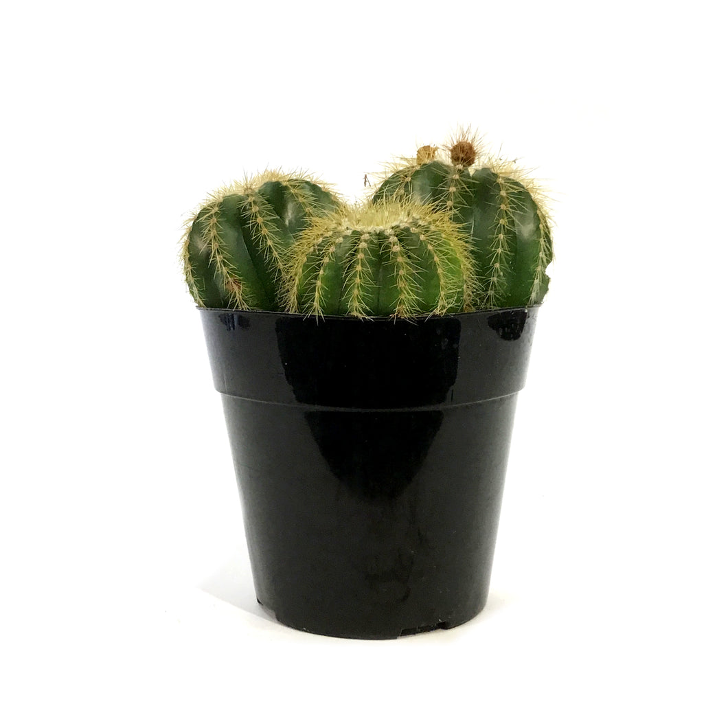 Cactus, 5In, Notocactus Magnificus 'Balloon'