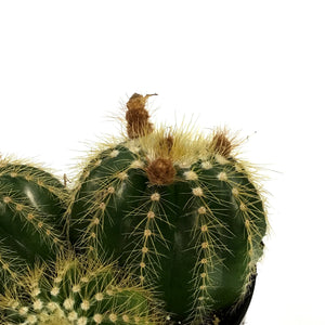 Cactus, 5In, Notocactus Magnificus 'Balloon'