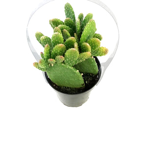 Cactus, 9cm, Monalisa