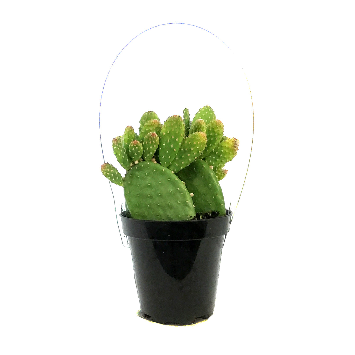Cactus, 9cm, Monalisa