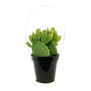 Cactus, 9cm, Monalisa