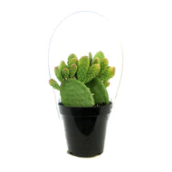 Cactus, 9cm, Monalisa