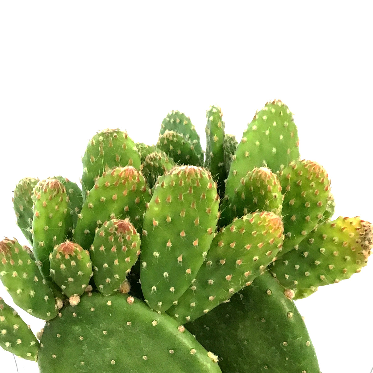 Cactus, 9cm, Monalisa