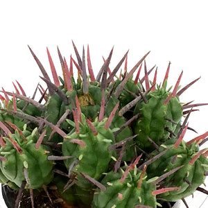 Cactus 2.5in, Euphorbia Ferox