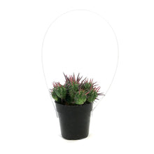 Load image into Gallery viewer, Cactus 2.5in, Euphorbia Ferox
