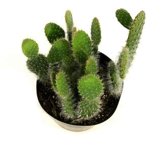 Cactus, 8in,Snow