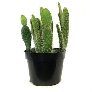 Cactus, 8in,Snow